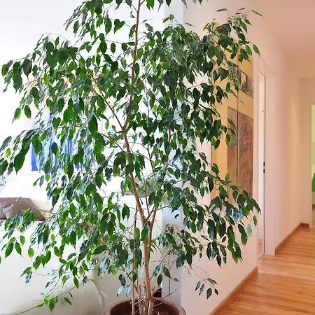 Apartman Moderna *
